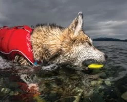 Floating Skipping Stones Dog Toy, Kurgo, Pack Of 3 Assorted Colors -Pet Supplies Shop Jouet pour chien Pierre a Ricochets Flottante