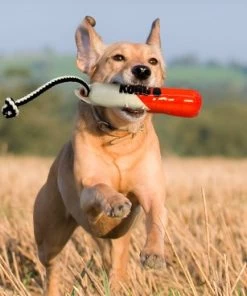 Floating Training Buoy, Kong Wild Shieldz For Dogs -Pet Supplies Shop KONG Wild Shieldz Bouee dEntrainement jouet