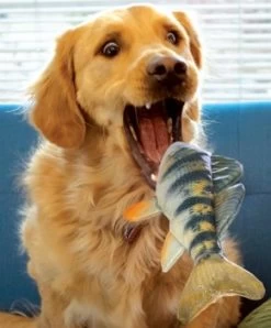 Dog Toy, KONG Wild Shieldz Floating Perch -Pet Supplies Shop KONG Wild Shieldz Dog jouet poisson perchaude