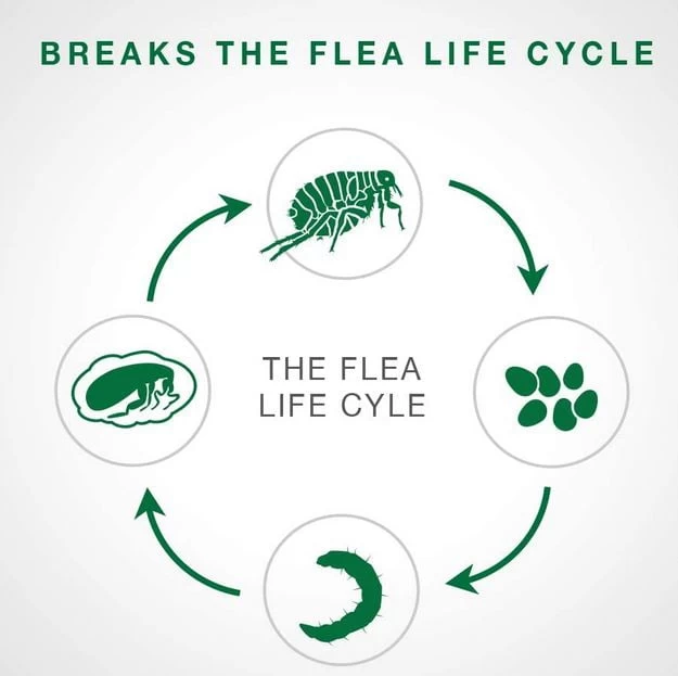 Advantage II Anti Flea For Large Cats Over 4 Kg, 4 Doses - Image 5