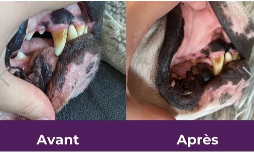 Buco+ Dental Care For Small Dogs And Cats, Baci+ 3 Buco+ Dental Care For Small Dogs And Cats, Baci+ - Image 3