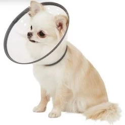 Elizabeth Pet Collar, Dogswell -Pet Supplies Shop cardinal 6f2