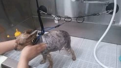 Horizontal Grooming Strap For Pets, Proguard -Pet Supplies Shop courroie de toilettage 40 pouces pour le bain de toilettage 4f2