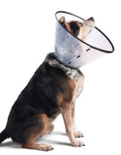 Elizabeth Pet Collar, Dogswell -Pet Supplies Shop dogswelle collier f9a