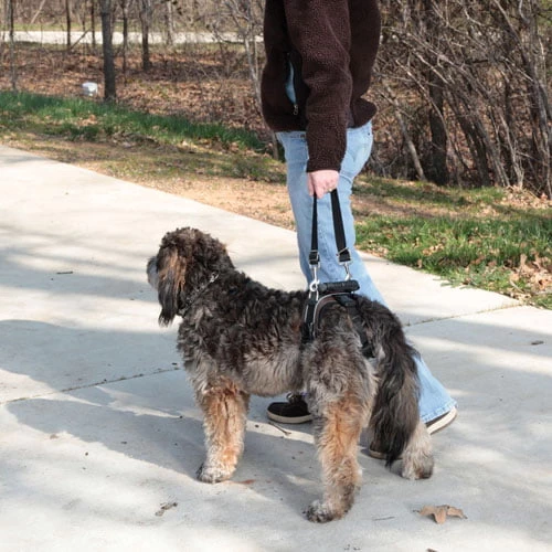 Petsafe Rear-Only Lifting Harness For Dog 6 Petsafe Rear-Only Lifting Harness For Dog - Image 6