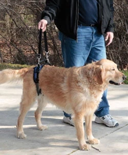 Petsafe Rear-Only Lifting Harness For Dog 5 Petsafe Rear-Only Lifting Harness For Dog - Image 5