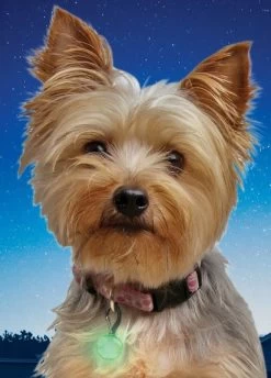 Collar Light For Small Animals, PetLit, Nite Ize 6 Collar Light For Small Animals, PetLit, Nite Ize -Pet Supplies Shop led collier 2 0e4