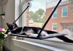 Cat Window Bed, Ez Mount Kitty Sill K&H -Pet Supplies Shop lit chat kh 94a