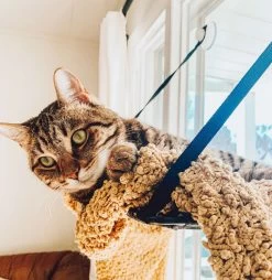 Cat Window Bed, Ez Mount Kitty Sill K&H -Pet Supplies Shop lit chat kh2 681