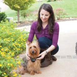 Wireless Dog Fence, Petsafe PIF17-13478 -Pet Supplies Shop petsafe cloture sans fil exterieur pour chien b2d